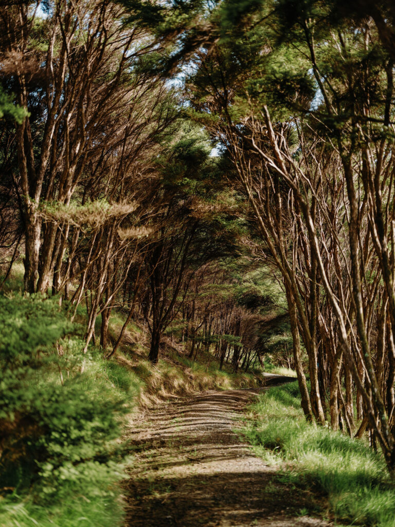 Franklin Bush walk