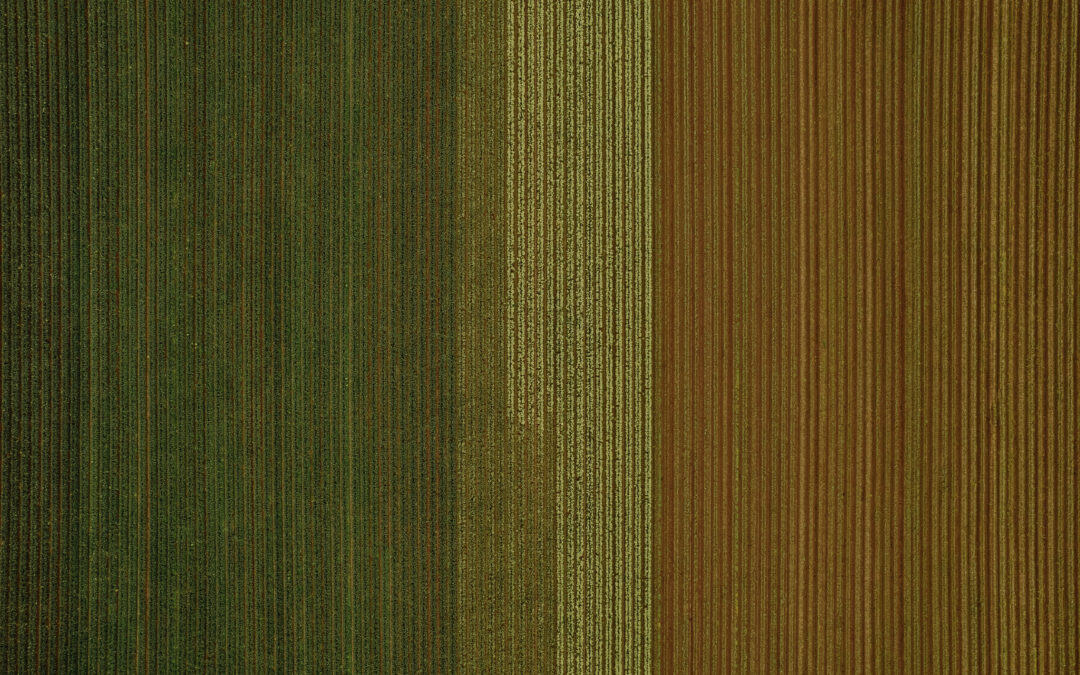 broccolini from above
