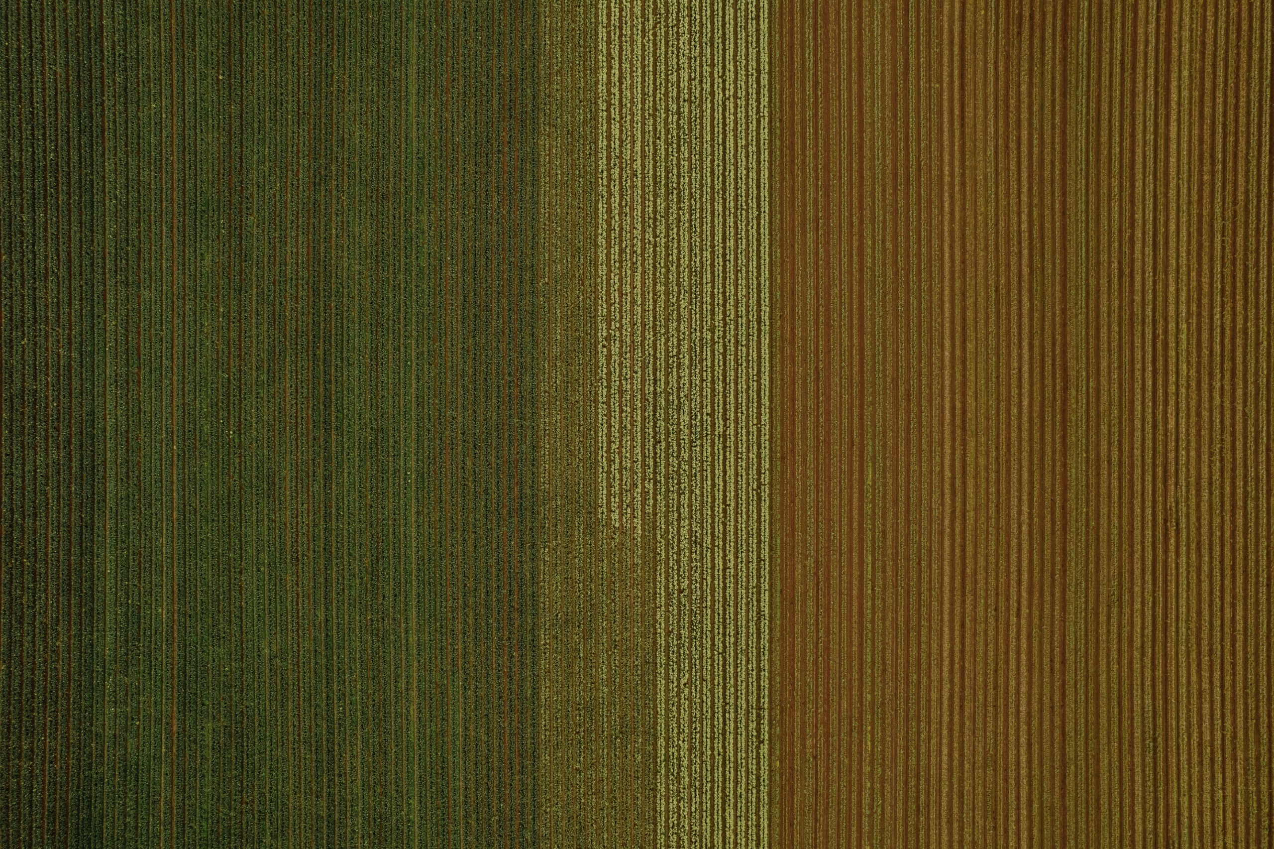 broccolini from above