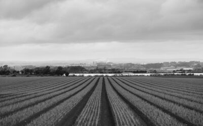 spring crops