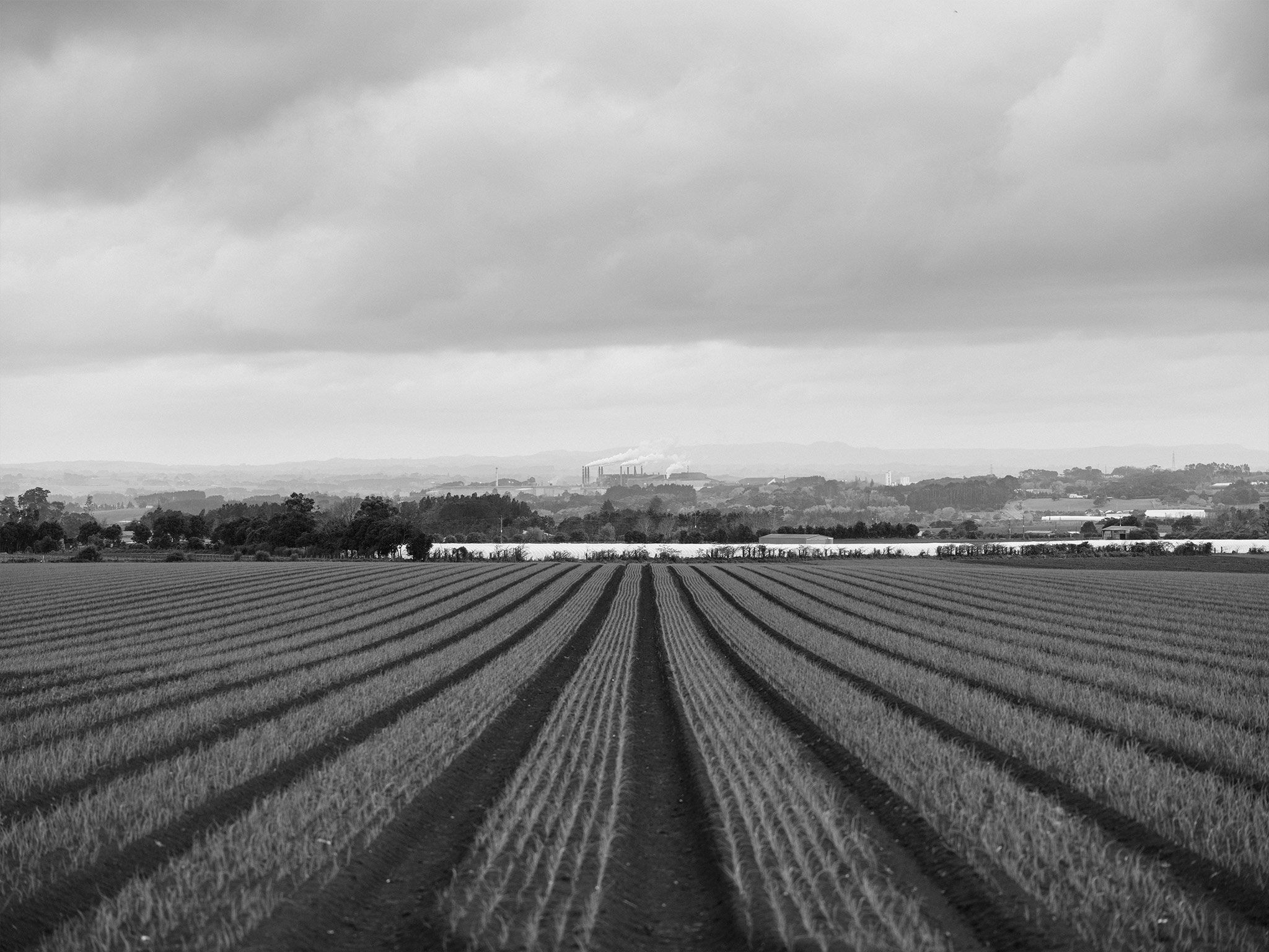 spring crops