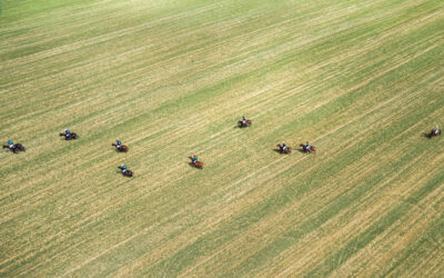 horses from drone