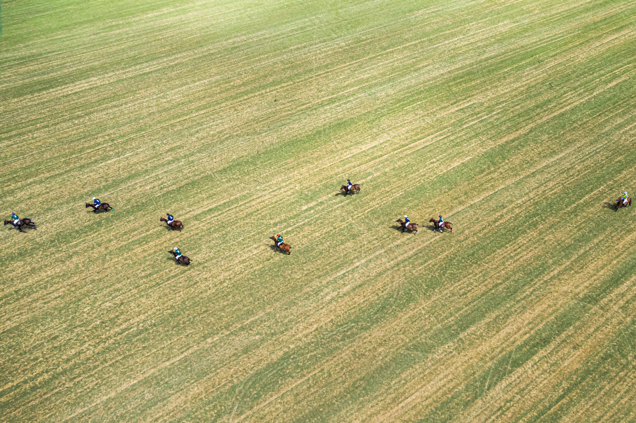 horses from drone