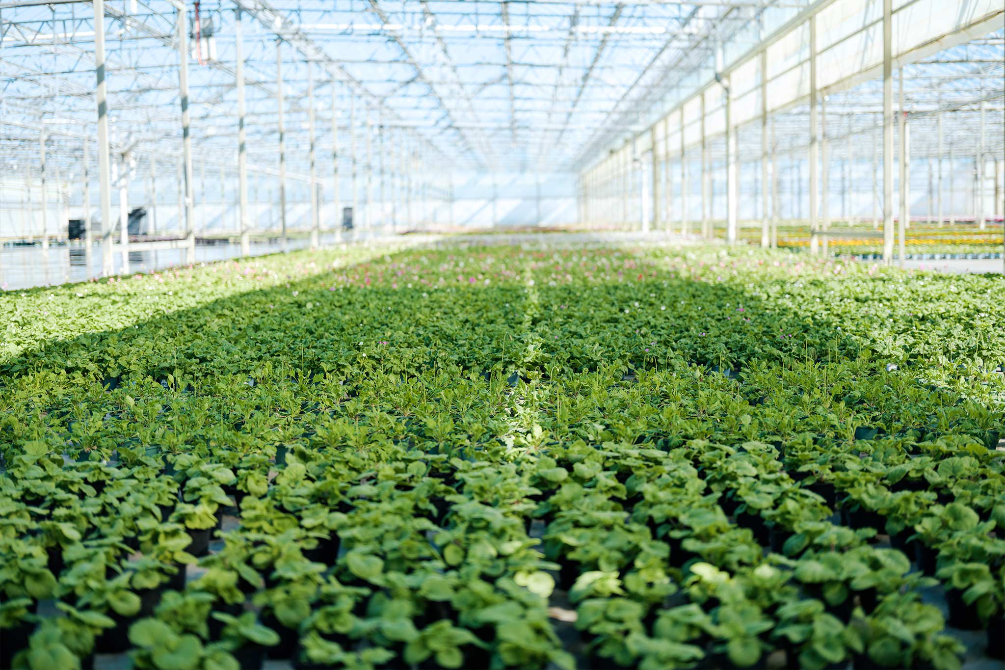 A Horticultural Heartland