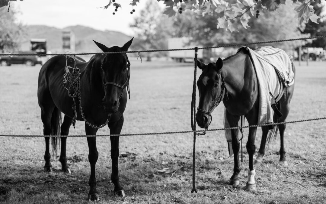 hololio ponies