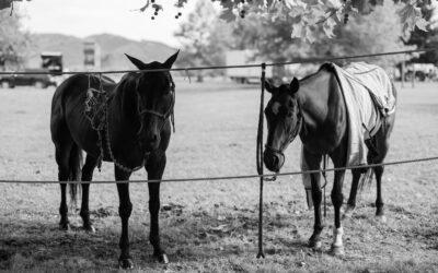 hololio ponies