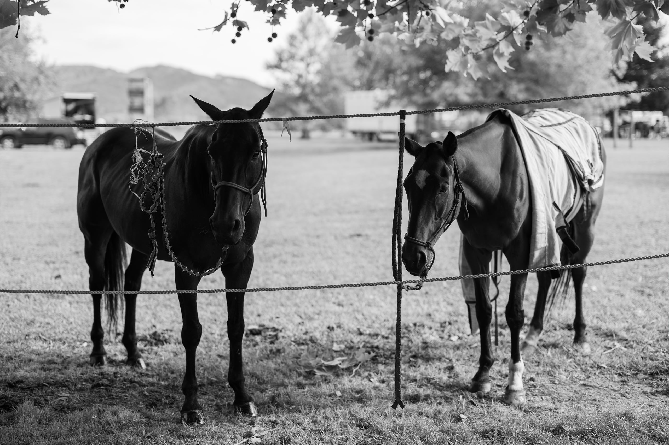 hololio ponies